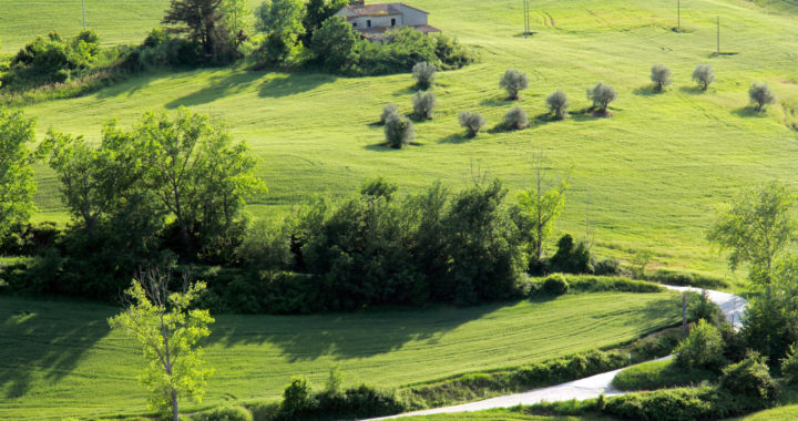 Una distesa di prato con qualche albero. Varie sfumature di verde. Natura e relax.