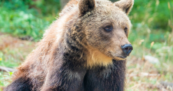 Orso Marsicano