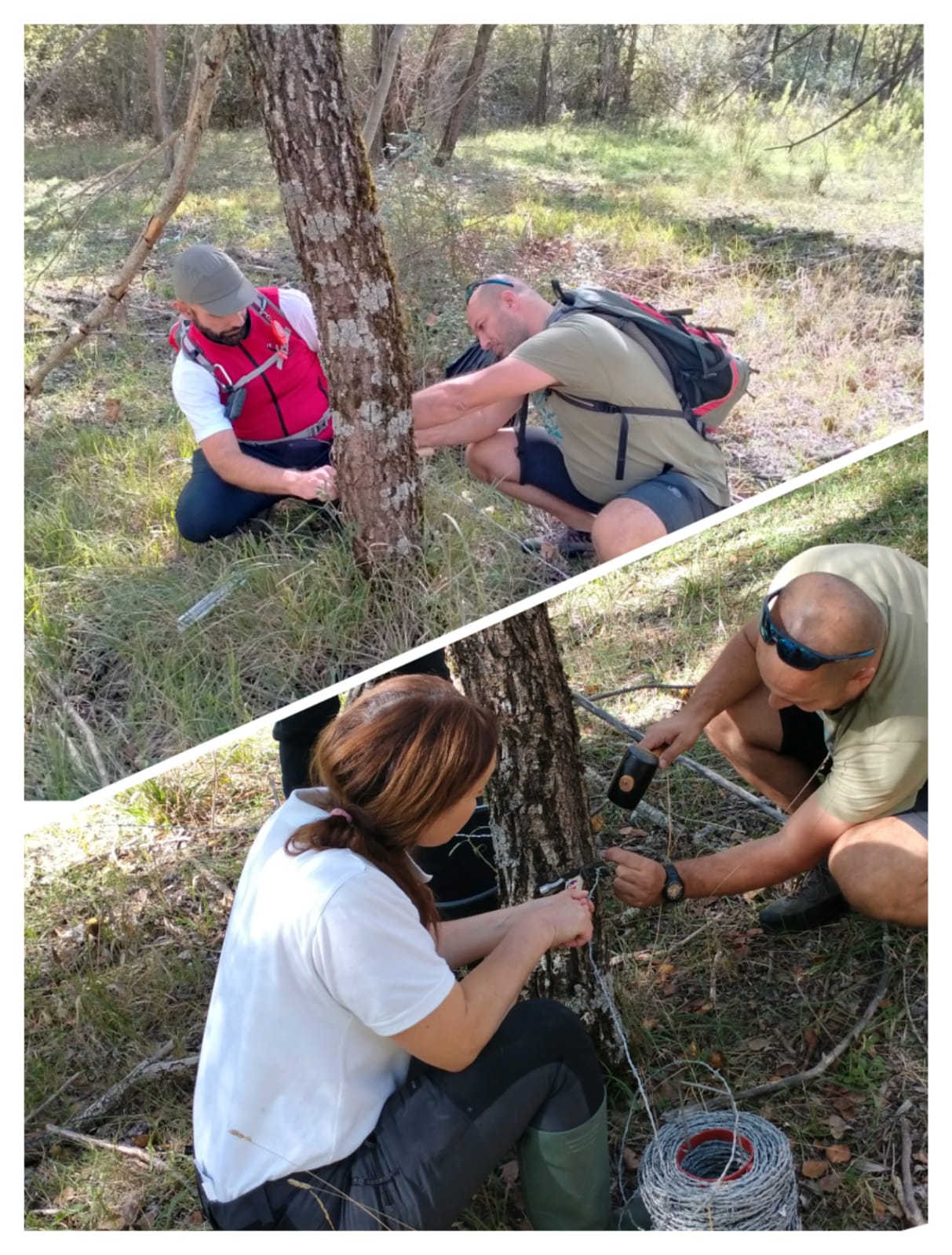 montaggio trappola genetica per orsi